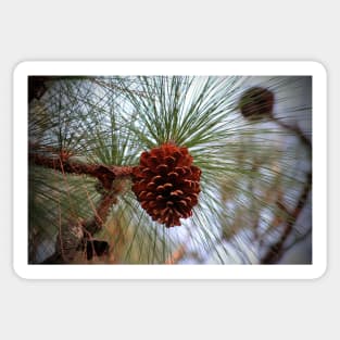 Hanging  Pine Cone Sticker